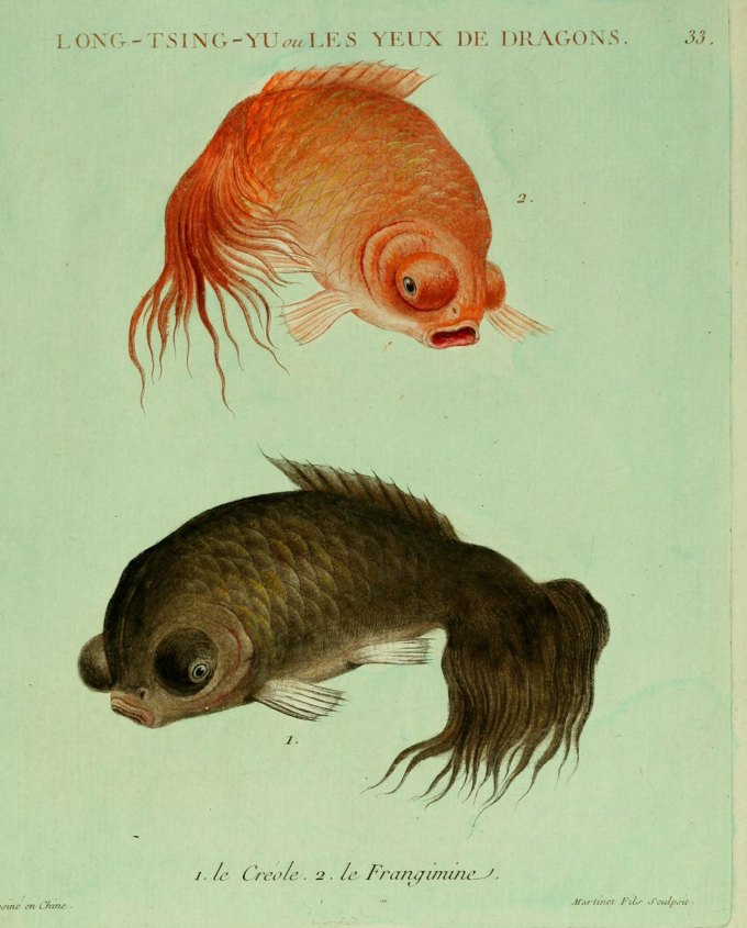 Two dragon-eye goldfish, one orange and one black, from a 1780 French natural history plate